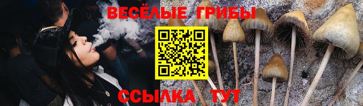 Галлюциногенные грибы Psilocybine cubensis Воркута